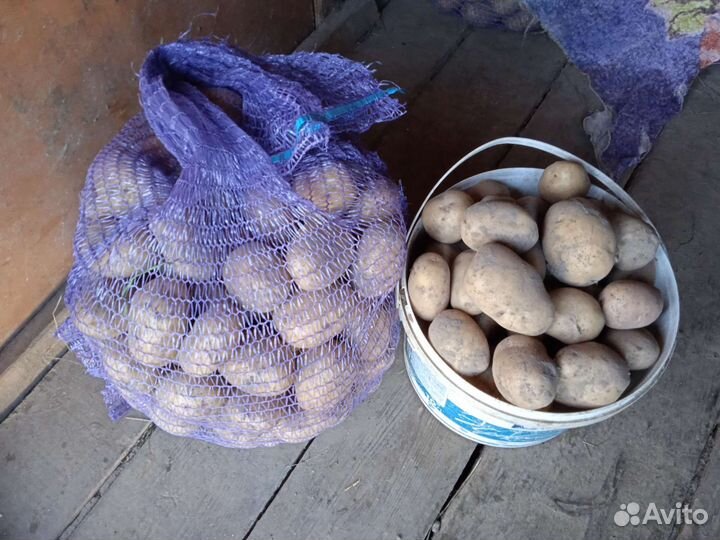 Картофель