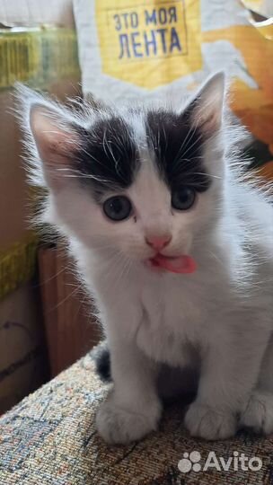 Котёнок мальчик 1,5 мес