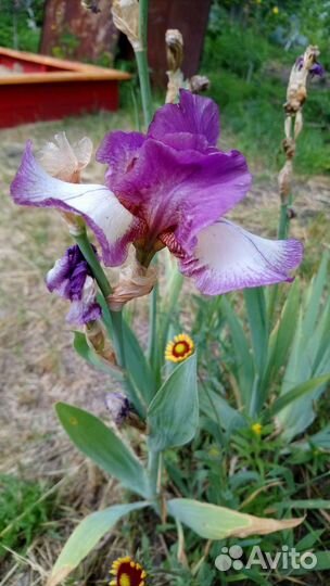 Ирис сортовой
