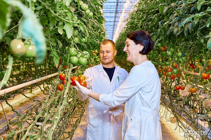 Овощевод в теплицы/Вахта в мо с питанием и прожива
