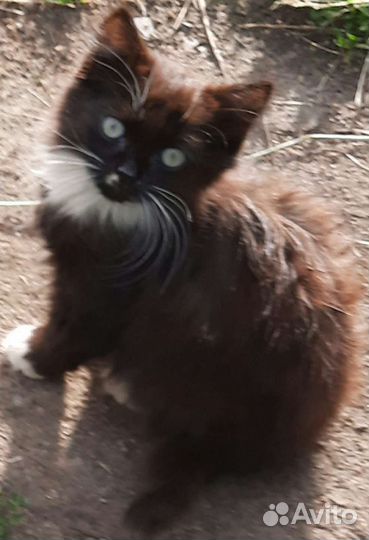 Котёночек