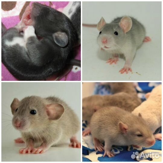 Крысята, Редкие окрасы. Заводчик Вет.врач