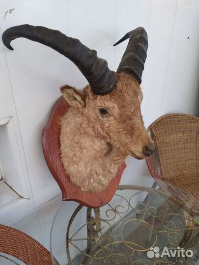 Чучело лося,тура,рога