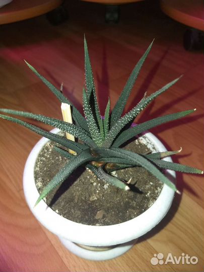 Суккуленты