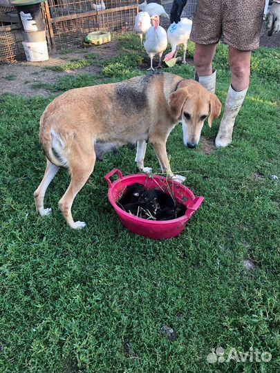 Русская гончая