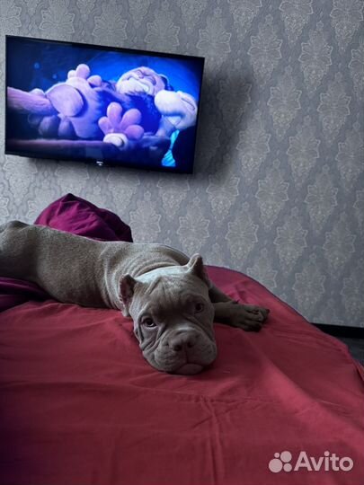 Продам американского булли