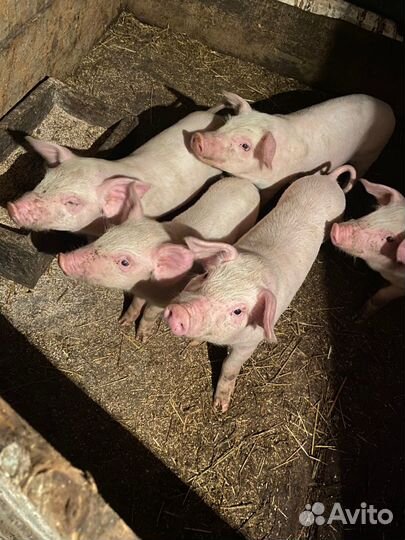 Поросята 1 месяц
