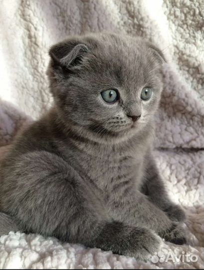 Британские котята