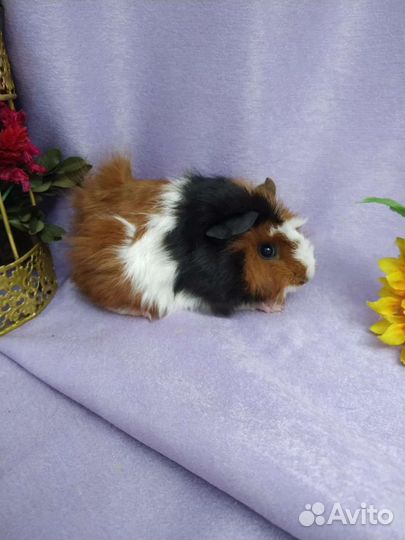 Морские свинки оптом