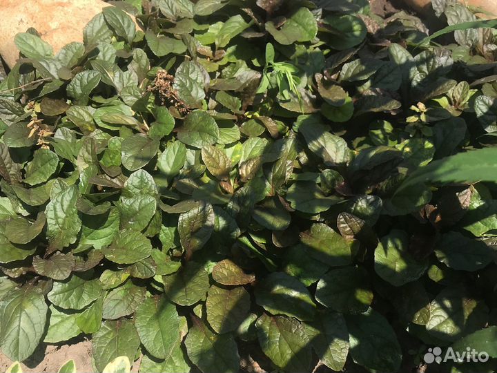 Почвопокровники