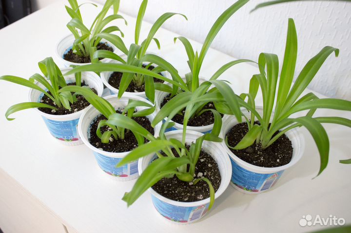 Комнатные растения цветы, хлорофитум