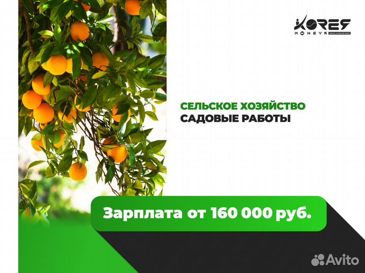 Разнорабочие в Южную Корею. Садовые работы