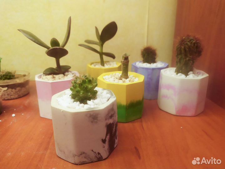 Крассула Овата