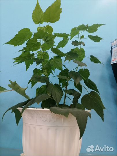 Клен комнатный абутилон