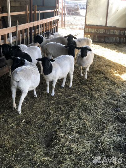 Овцы дорпер