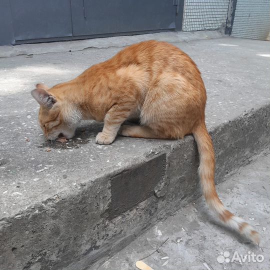 Коты в добрые руки
