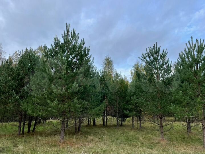 Участок 20 сот. (СНТ, ДНП)