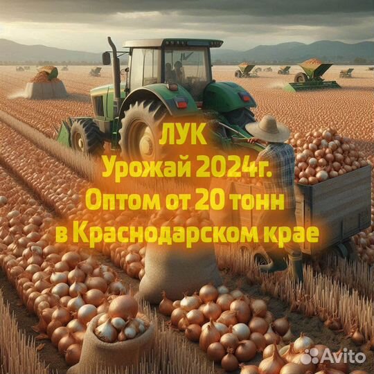 Лук репчатый Оптом 2024г. в Краснодарском крае
