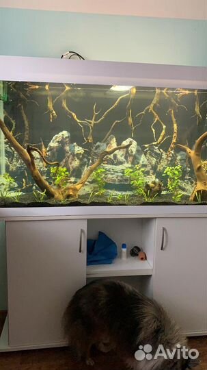 Запуск аквариума