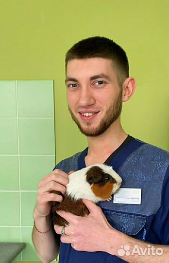 Ветеринар на дом.Ветврач. Ратолог. Орнитолог