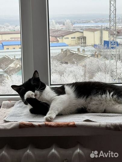 Котик в дар