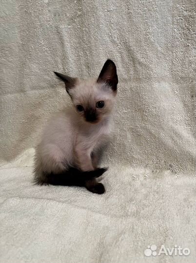 Котятки (2 месяца)