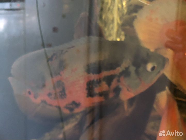 Астронотусы и Каламоихты