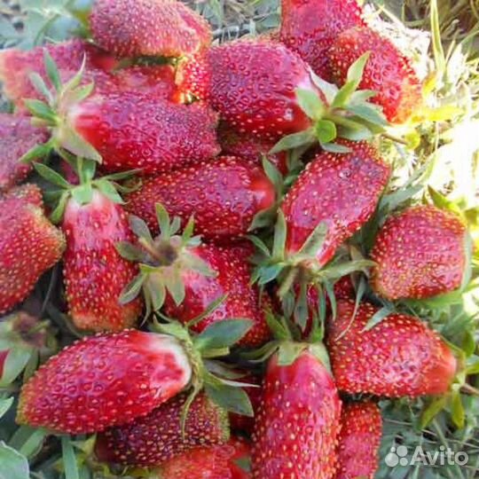 Земклубника Дар улучшенная Купчиха