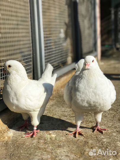Продажа голубей