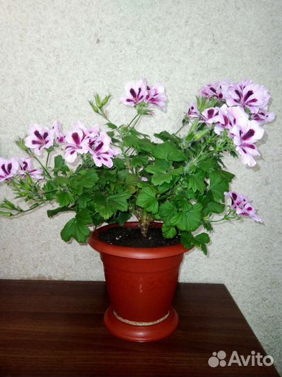 Комнатные цветы