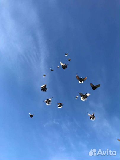 Николаевские голуби