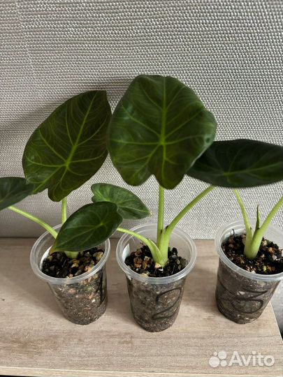 Алоказия регал шилдс