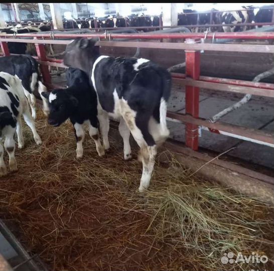 Телята бычки