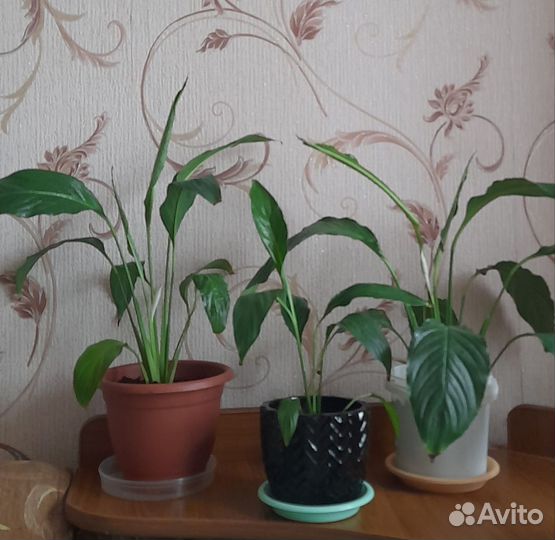 Спатифиллум,цветёт. С горшком