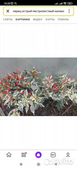 Комнатные цветы