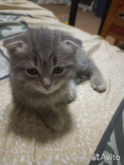 Британская кошка в дар