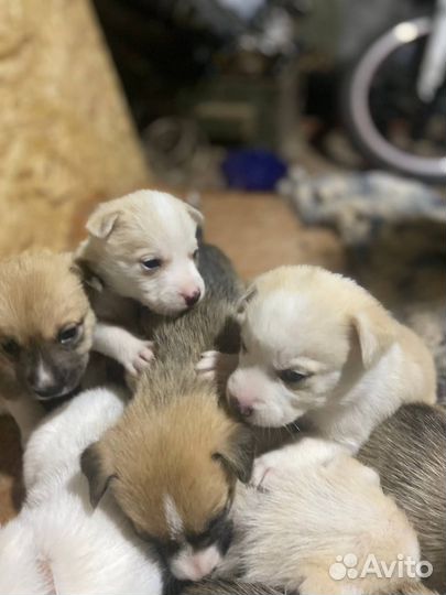 Щенки