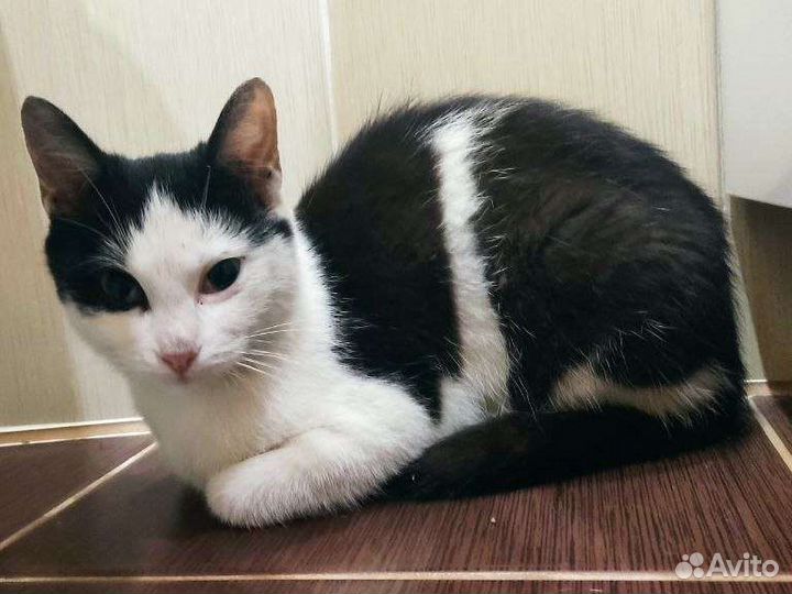 Котенок