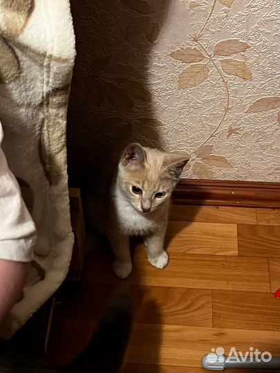 Кошка в дар