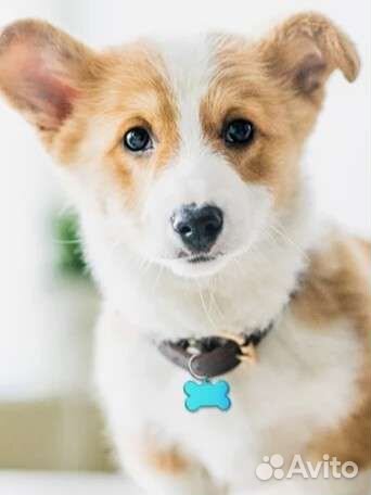 Адресник для собак