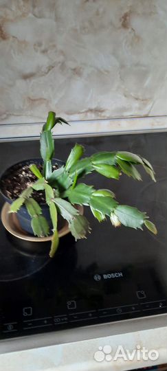 Продам декабрист