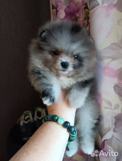 Щенки шпица