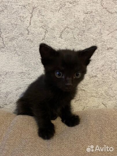 Черный котенок