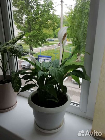 Спатифиллум