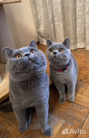 Британский котенок - в супер руки