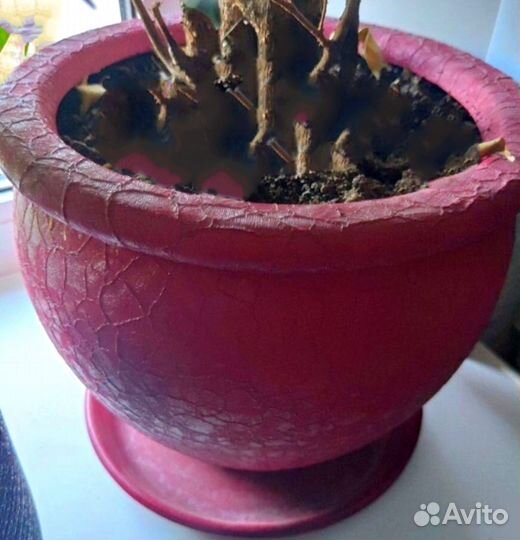 Большие керамические горшки (2шт)