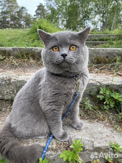Британский кот вязка