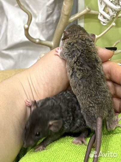 Кудрявые крысята дамбо рекс крыски крысы