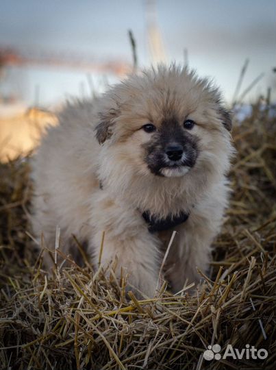 Щенок в добрые руки бесплатно