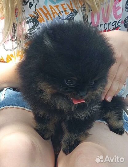 Померанский шпиц мини кукла беби фейс